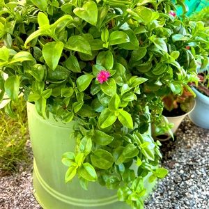 This is a beautiful succulent plant!